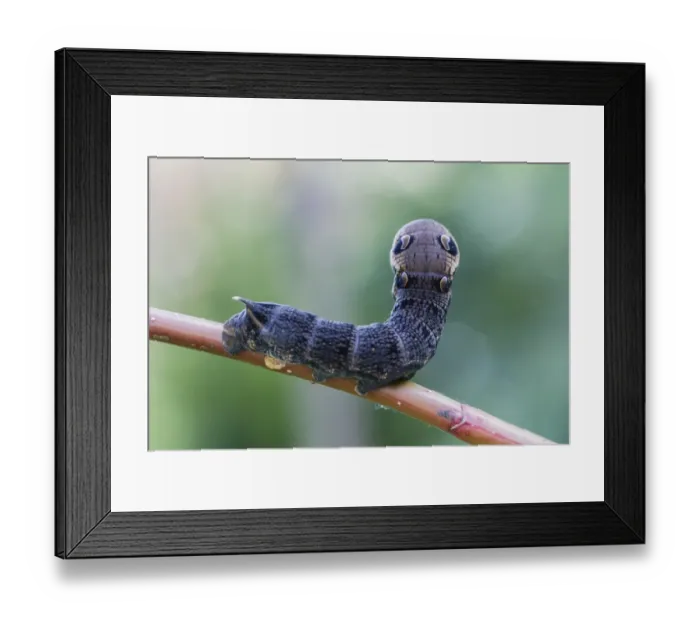 Framed Print : Elephant Hawk-moth -Deilephila elpenor-, caterpillar, Natters, Tyrol, Austria Framed Print : Elephant Hawk-moth -Deilephila elpenor-, caterpillar, Natters, Tyrol, Austria