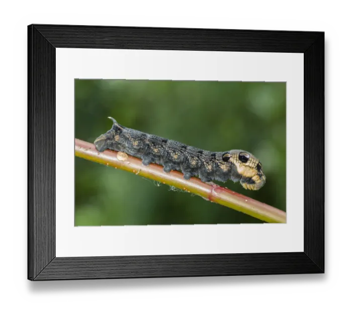 Framed Print : Elephant Hawk-moth -Deilephila elpenor-, caterpillar, Natters, Tyrol, Austria Framed Print : Elephant Hawk-moth -Deilephila elpenor-, caterpillar, Natters, Tyrol, Austria
