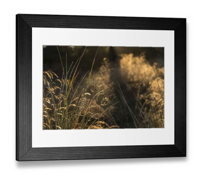 Framed Print : Spiderweb with spider in heathlands in morning light, Henne Strand, Region of Southern Denmark, Denmark Framed Print : Spiderweb with spider in heathlands in morning light, Henne Strand, Region of Southern Denmark, Denmark