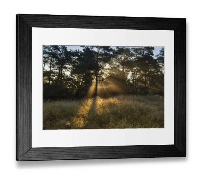 Framed Print : Sun rays penetrate the morning mist above heathlands, Henne Strand, Region of Southern Denmark, Denmark Framed Print : Sun rays penetrate the morning mist above heathlands, Henne Strand, Region of Southern Denmark, Denmark