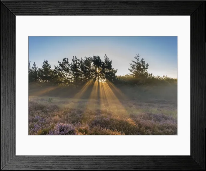 Framed Print : Sun rays penetrate the morning mist above heathlands, Henne Strand, Region of Southern Denmark, Denmark Framed Print : Sun rays penetrate the morning mist above heathlands, Henne Strand, Region of Southern Denmark, Denmark