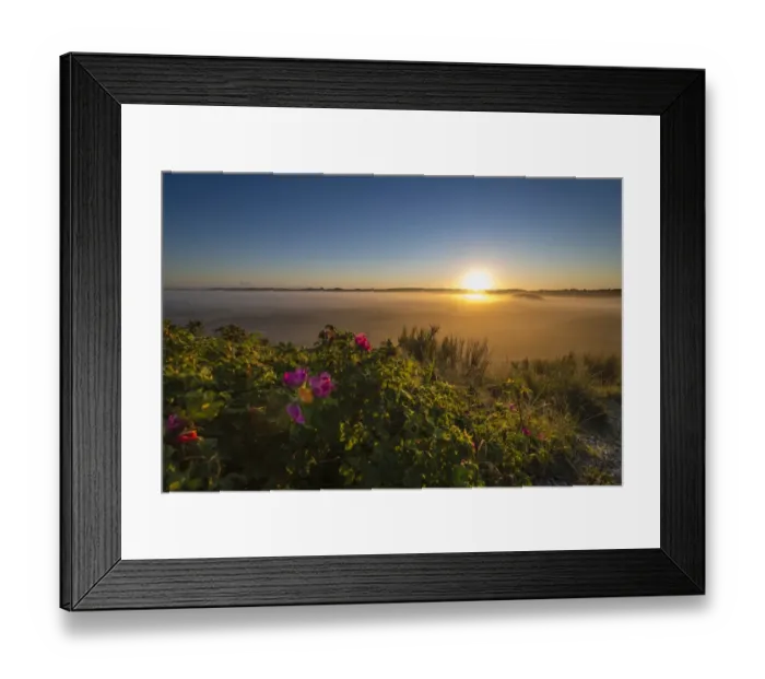 Framed Print : Fog over dunes and heathland at sunrise, Henne, Region of Southern Denmark, Denmark Framed Print : Fog over dunes and heathland at sunrise, Henne, Region of Southern Denmark, Denmark