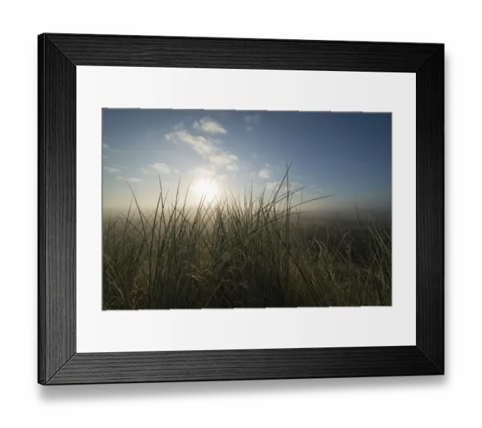 Framed Print : European Marram Grass or Beach Grass -Ammophila arenaria- in front of heathland in the mist at sunrise, Henne, Region of Southern Denmark, Denmark Framed Print : European Marram Grass or Beach Grass -Ammophila arenaria- in front of heathland in the mist at sunrise, Henne, Region of Southern Denmark, Denmark