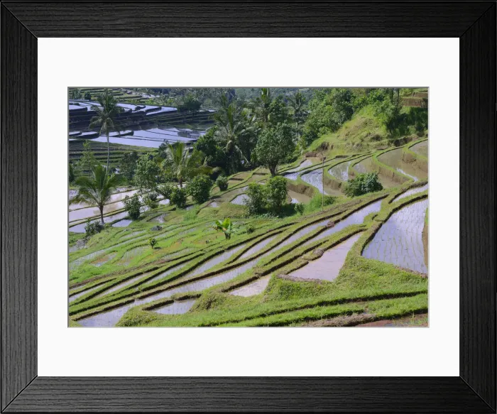 Framed Print : The famous rice terraces of Jatiluwih, Bali, Indonesia Framed Print : The famous rice terraces of Jatiluwih, Bali, Indonesia