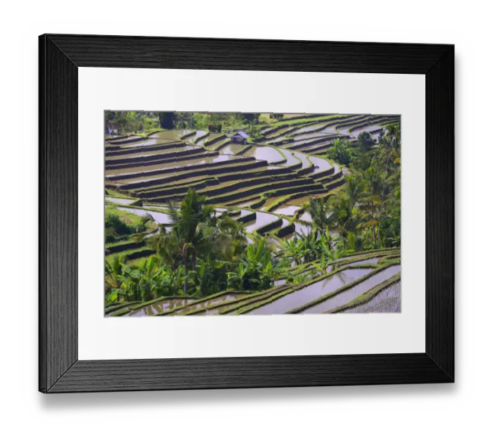 Framed Print : The famous rice terraces of Jatiluwih, Bali, Indonesia Framed Print : The famous rice terraces of Jatiluwih, Bali, Indonesia