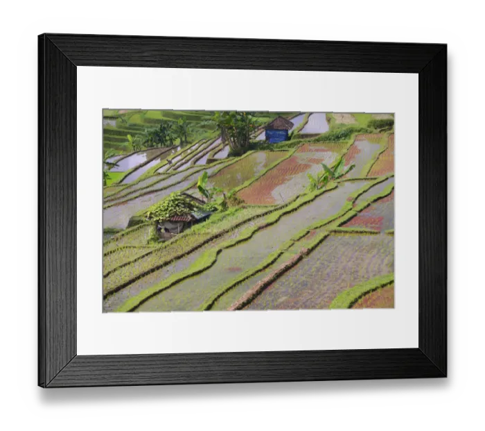 Framed Print : The famous rice terraces of Jatiluwih, Bali, Indonesia Framed Print : The famous rice terraces of Jatiluwih, Bali, Indonesia