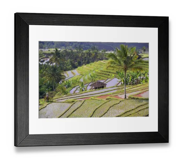 Framed Print : The famous rice terraces of Jatiluwih, Bali, Indonesia Framed Print : The famous rice terraces of Jatiluwih, Bali, Indonesia
