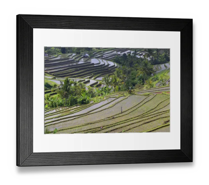 Framed Print : The famous rice terraces of Jatiluwih, Bali, Indonesia Framed Print : The famous rice terraces of Jatiluwih, Bali, Indonesia