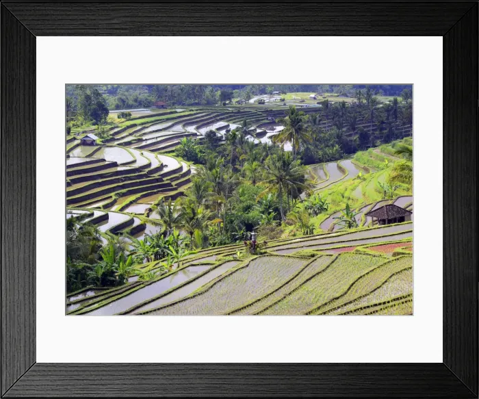 Framed Print : The famous rice terraces of Jatiluwih, Bali, Indonesia Framed Print : The famous rice terraces of Jatiluwih, Bali, Indonesia