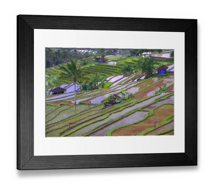 Framed Print : The famous rice terraces of Jatiluwih, Bali, Indonesia Framed Print : The famous rice terraces of Jatiluwih, Bali, Indonesia