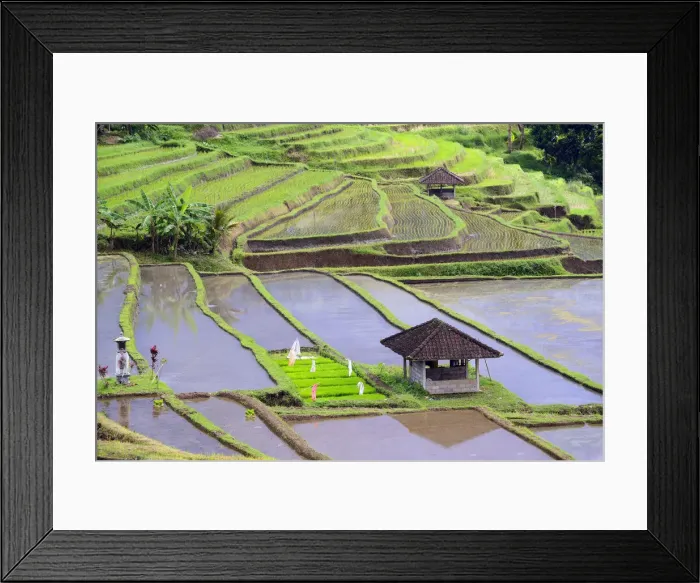 Framed Print : The famous rice terraces of Jatiluwih, Bali, Indonesia Framed Print : The famous rice terraces of Jatiluwih, Bali, Indonesia