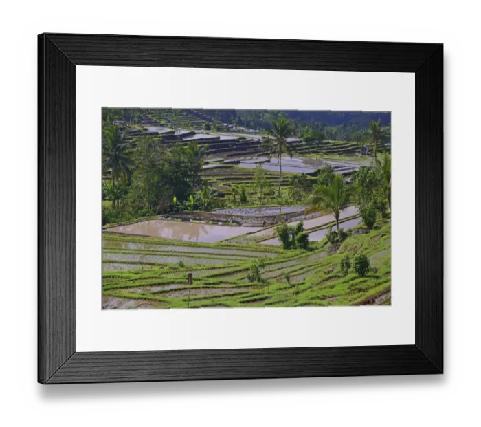 Framed Print : The famous rice terraces of Jatiluwih, Bali, Indonesia Framed Print : The famous rice terraces of Jatiluwih, Bali, Indonesia