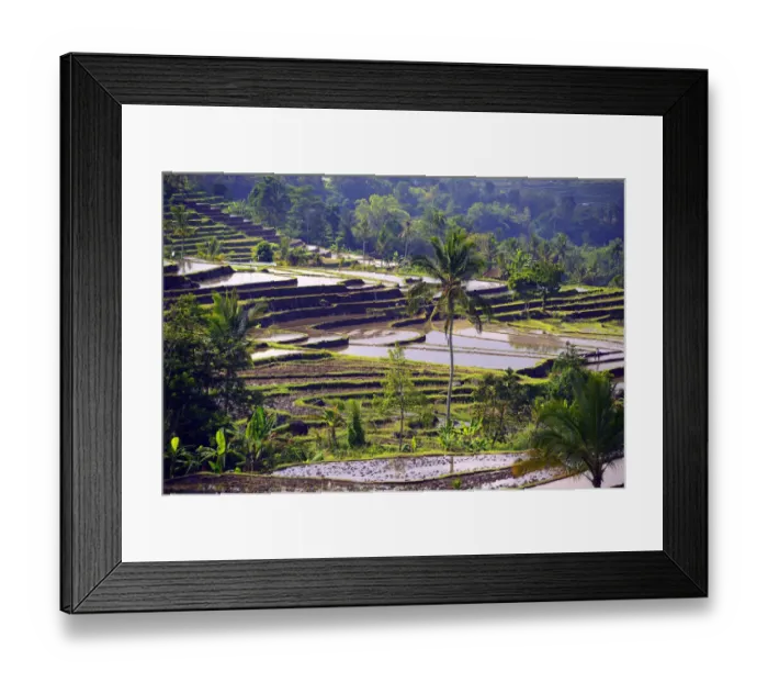Framed Print : The famous rice terraces of Jatiluwih, Bali, Indonesia Framed Print : The famous rice terraces of Jatiluwih, Bali, Indonesia