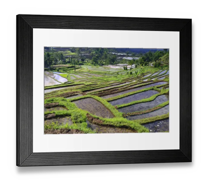 Framed Print : The famous rice terraces of Jatiluwih, Bali, Indonesia Framed Print : The famous rice terraces of Jatiluwih, Bali, Indonesia