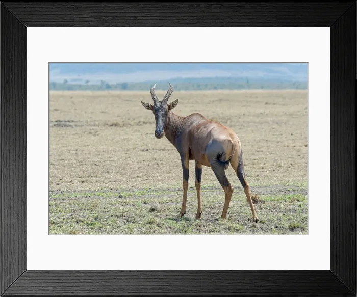 Framed Print : Topi -Damaliscus lunatus jimela-, Msai Mara National Reserve, Kenya Framed Print : Topi -Damaliscus lunatus jimela-, Msai Mara National Reserve, Kenya