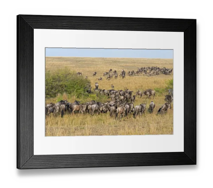 Framed Print : Herd of Blue Wildebeest -Connochaetes taurinus-, Msai Mara National Reserve, Kenya Framed Print : Herd of Blue Wildebeest -Connochaetes taurinus-, Msai Mara National Reserve, Kenya