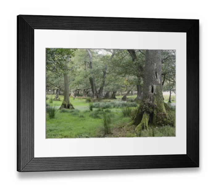 Framed Print : Alder carr -Alnus glutinosa-, Jaegersborg, Copenhagen, Denmark