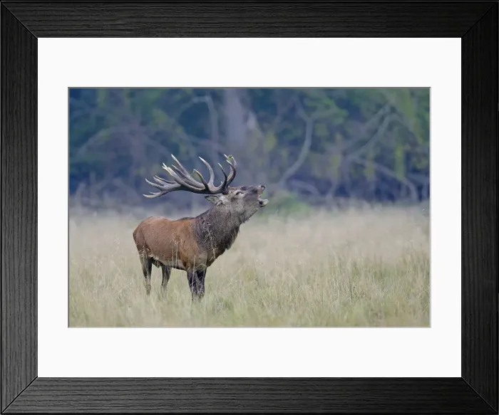 Framed Print : Red Deer -Cervus elaphus-, stag roaring, Jaegersborg, Copenhagen, Denmark