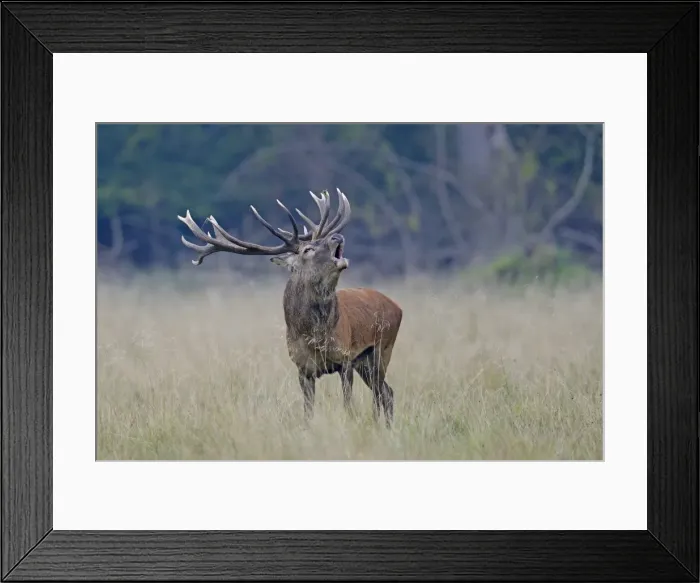 Framed Print : Red Deer -Cervus elaphus-, stag roaring, Jaegersborg, Copenhagen, Denmark Framed Print : Red Deer -Cervus elaphus-, stag roaring, Jaegersborg, Copenhagen, Denmark