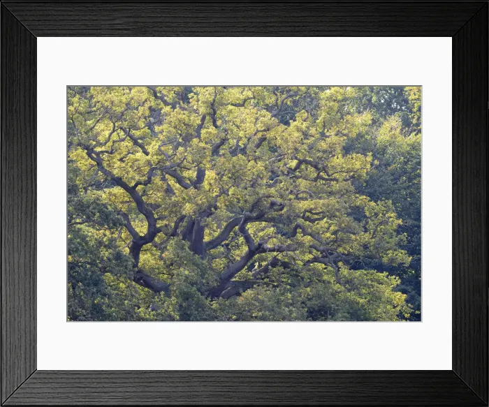 Framed Print : Old Pedunculate Oak -Quercus robur-, Jaegersborg, Copenhagen, Denmark Framed Print : Old Pedunculate Oak -Quercus robur-, Jaegersborg, Copenhagen, Denmark