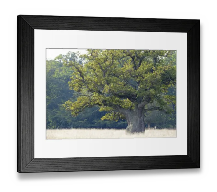 Framed Print : Old Pedunculate Oak -Quercus robur-, Jaegersborg, Copenhagen, Denmark