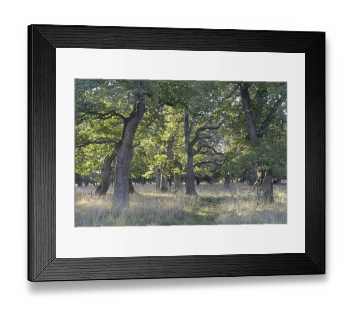 Framed Print : Pedunculate Oak -Quercus robur-, Jaegersborg, Copenhagen, Denmark Framed Print : Pedunculate Oak -Quercus robur-, Jaegersborg, Copenhagen, Denmark