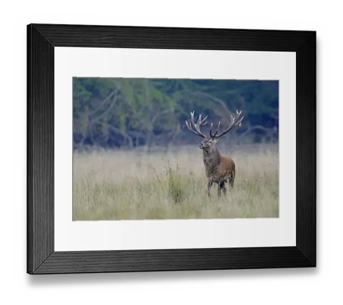 Framed Print : Red Deer -Cervus elaphus-, stag, Jaegersborg, Copenhagen, Denmark Framed Print : Red Deer -Cervus elaphus-, stag, Jaegersborg, Copenhagen, Denmark