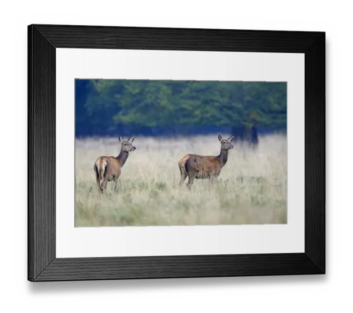 Framed Print : Red Deer -Cervus elaphus-, hinds, Jaegersborg, Copenhagen, Denmark Framed Print : Red Deer -Cervus elaphus-, hinds, Jaegersborg, Copenhagen, Denmark