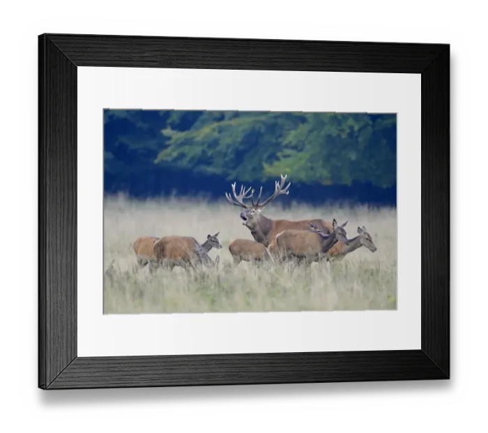 Framed Print : Rd Deer -Cervus elaphus-, herd, Jaegersborg, Copenhagen, Denmark Framed Print : Rd Deer -Cervus elaphus-, herd, Jaegersborg, Copenhagen, Denmark