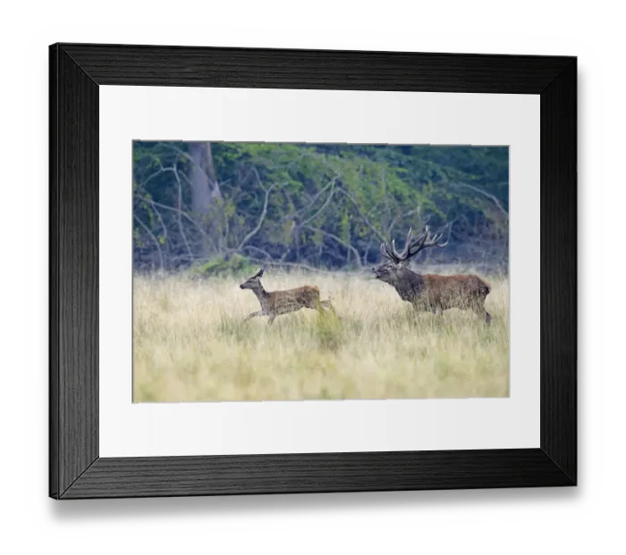 Framed Print : Red Deer -Cervus elaphus-, stag chasing doe, Denmark Framed Print : Red Deer -Cervus elaphus-, stag chasing doe, Denmark