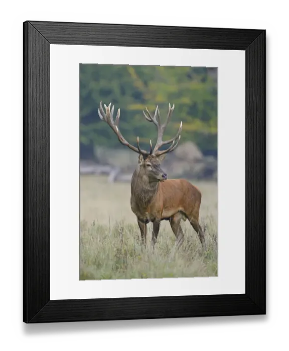 Framed Print : Red Deer -Cervus elaphus-, stag, Denmark Framed Print : Red Deer -Cervus elaphus-, stag, Denmark