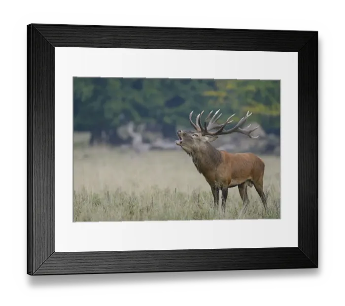 Framed Print : Red Deer -Cervus elaphus-, stag, Denmark Framed Print : Red Deer -Cervus elaphus-, stag, Denmark