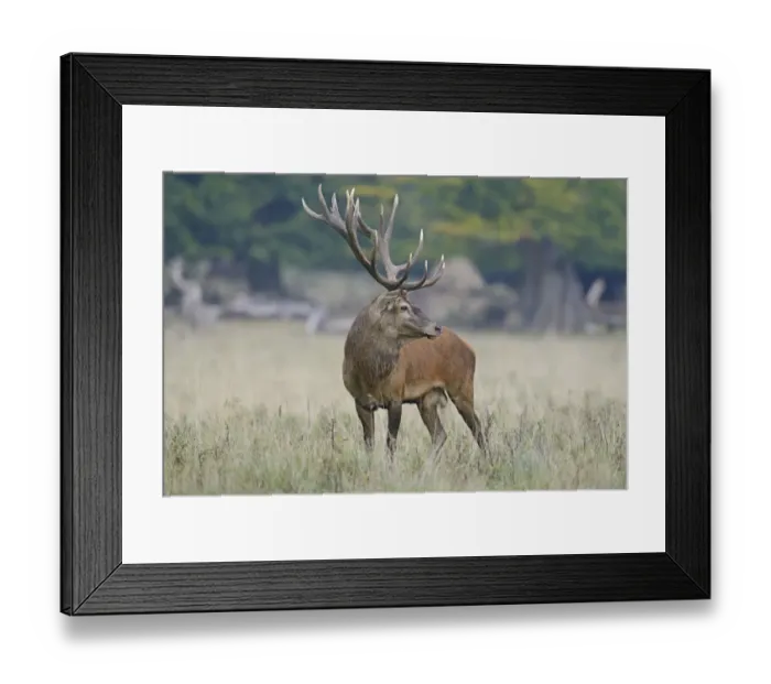 Framed Print : Red Deer -Cervus elaphus-, stag, Denmark Framed Print : Red Deer -Cervus elaphus-, stag, Denmark