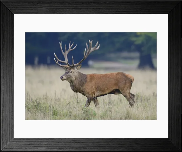 Framed Print : Red Deer -Cervus elaphus-, stag, Denmark Framed Print : Red Deer -Cervus elaphus-, stag, Denmark