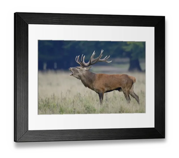 Framed Print : Red Deer -Cervus elaphus-, stag, Denmark Framed Print : Red Deer -Cervus elaphus-, stag, Denmark
