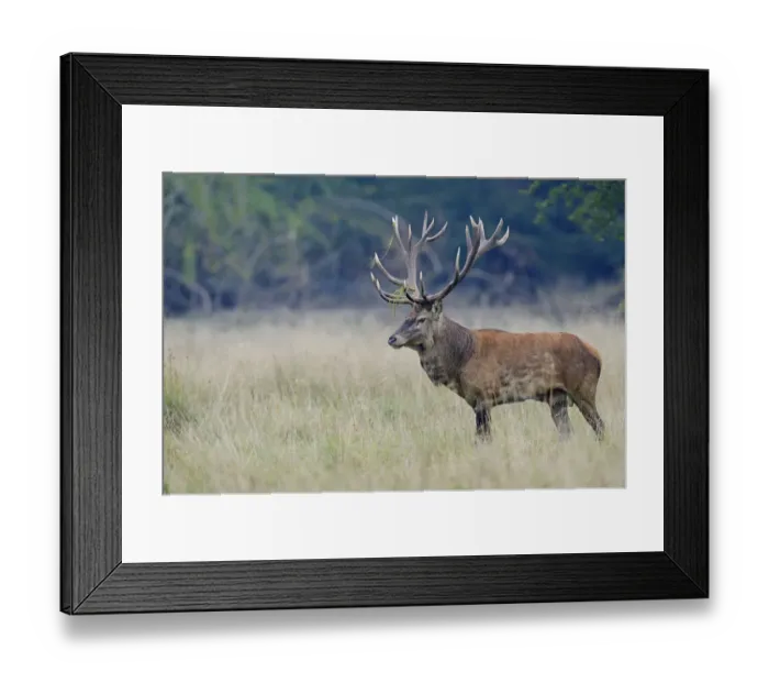Framed Print : Red Deer -Cervus elaphus-, stag, Denmark