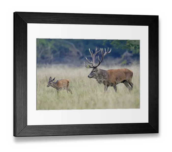 Framed Print : Red Deer -Cervus elaphus-, Denmark Framed Print : Red Deer -Cervus elaphus-, Denmark