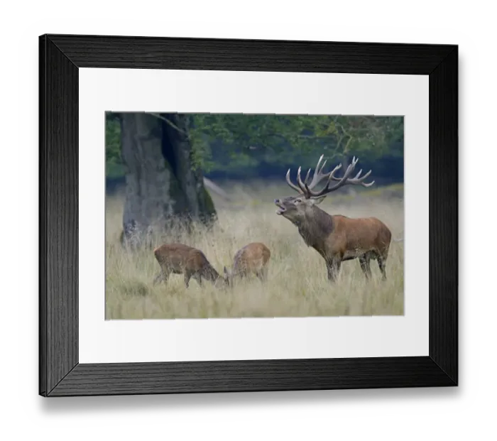 Framed Print : Red Deer -Cervus elaphus-, Denmark Framed Print : Red Deer -Cervus elaphus-, Denmark