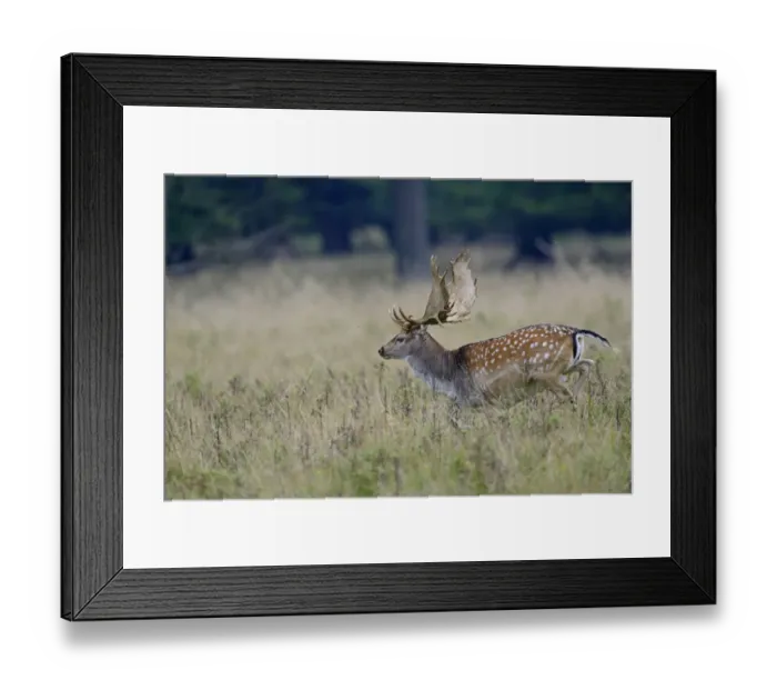 Framed Print : Fallow Deer -Dama dama-, Denmark Framed Print : Fallow Deer -Dama dama-, Denmark
