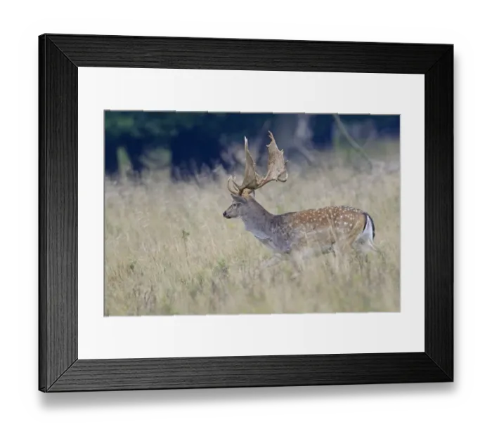 Framed Print : Fallow Deer -Dama dama-, Denmark Framed Print : Fallow Deer -Dama dama-, Denmark