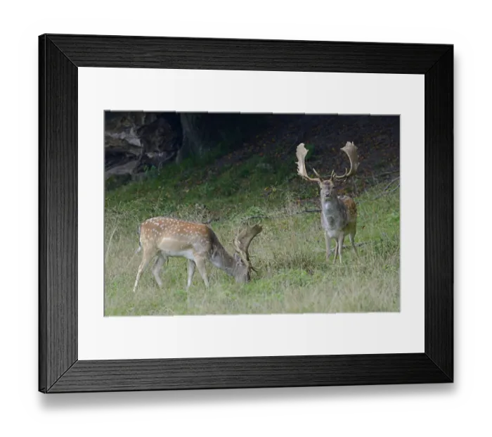 Framed Print : Fallow Deer -Dama dama-, Denmark Framed Print : Fallow Deer -Dama dama-, Denmark