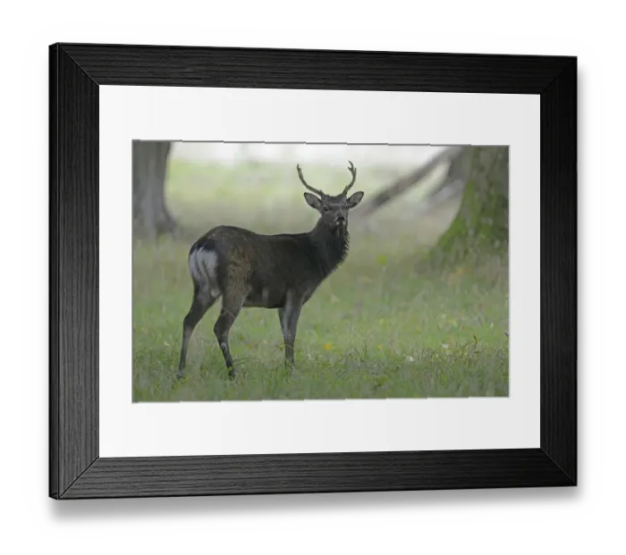 Framed Print : Sika Deer -Cervus nippon-, Denmark Framed Print : Sika Deer -Cervus nippon-, Denmark
