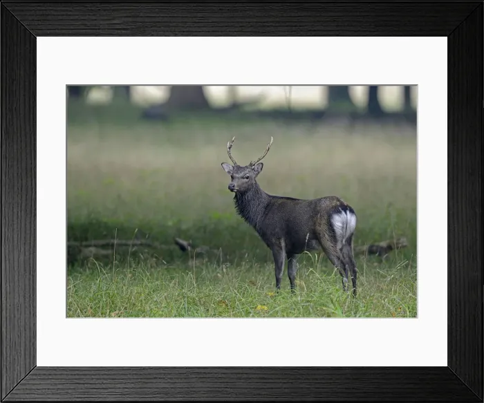 Framed Print : Sika Deer -Cervus nippon-, Denmark Framed Print : Sika Deer -Cervus nippon-, Denmark