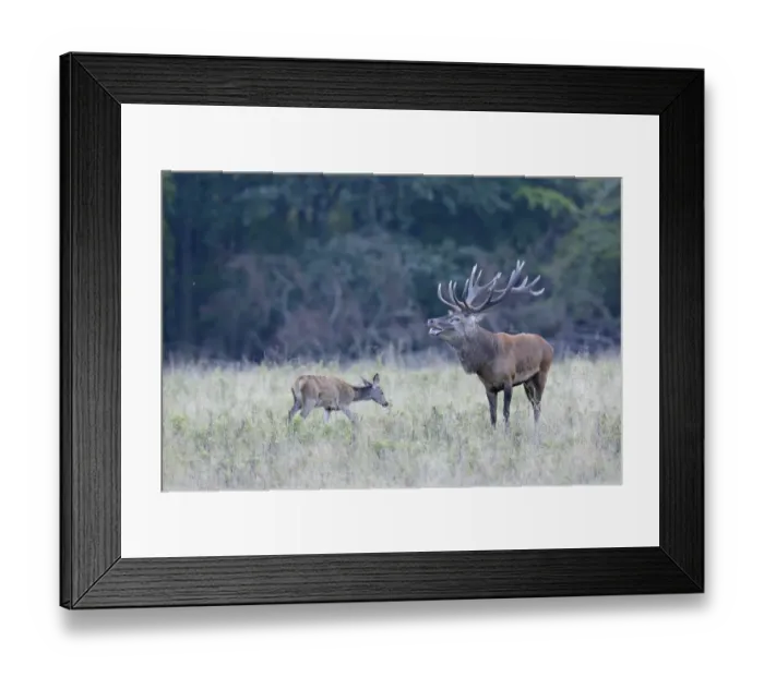 Framed Print : Red Deer -Cervus elaphus-, Denmark Framed Print : Red Deer -Cervus elaphus-, Denmark
