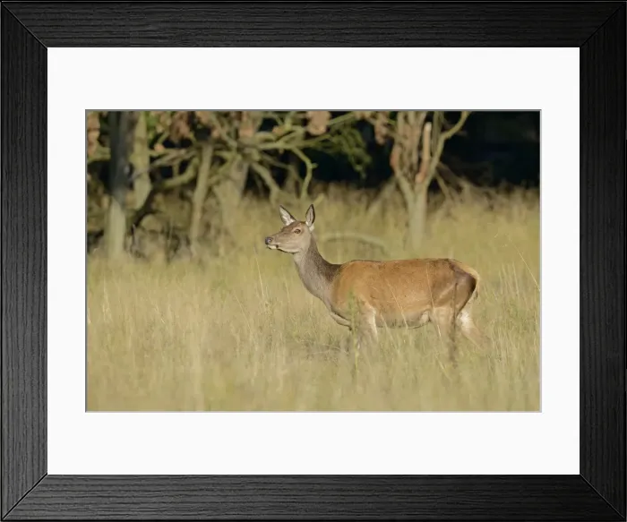 Framed Print : Red Deer -Cervus elaphus-, doe, Denmark Framed Print : Red Deer -Cervus elaphus-, doe, Denmark