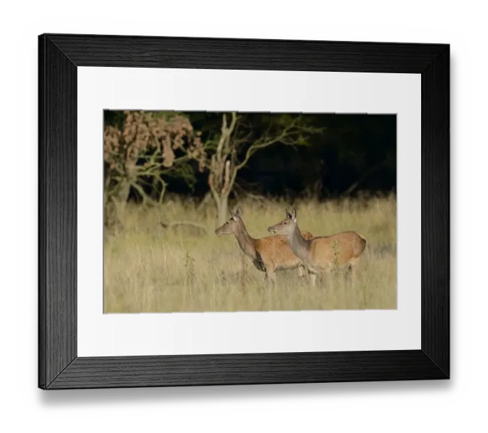 Framed Print : Red Deer -Cervus elaphus-, does, Denmark Framed Print : Red Deer -Cervus elaphus-, does, Denmark