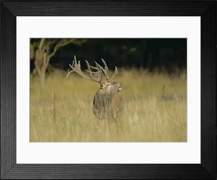 Framed Print : Red Deer -Cervus elaphus-, stag, Denmark Framed Print : Red Deer -Cervus elaphus-, stag, Denmark