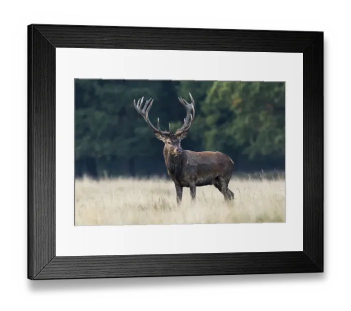 Framed Print : Red Deer -Cervus elaphus-, stag, Copenhagen, Denmark Framed Print : Red Deer -Cervus elaphus-, stag, Copenhagen, Denmark