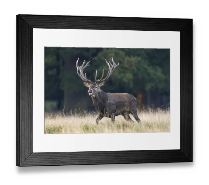 Framed Print : Red Deer -Cervus elaphus-, stag, Copenhagen, Denmark Framed Print : Red Deer -Cervus elaphus-, stag, Copenhagen, Denmark