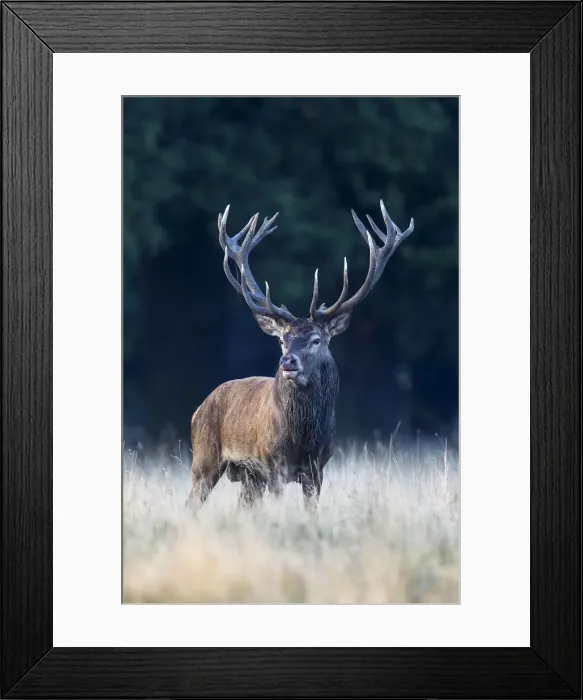 Framed Print : Red Deer -Cervus elaphus-, Klampenborg, Copenhagen, Denmark